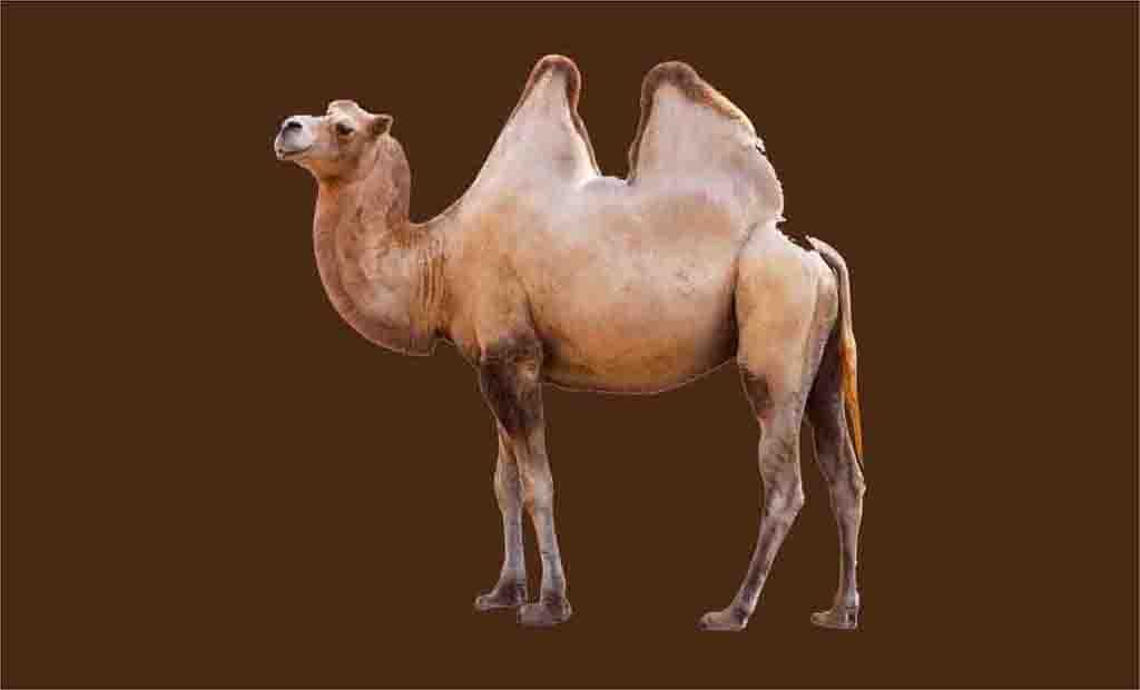 Camelos PNG