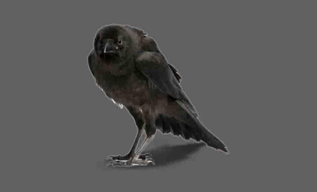 Corvos PNG