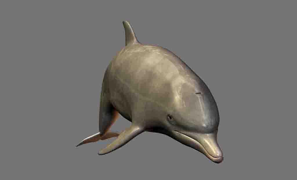 Golfinhos PNG