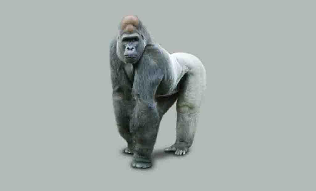 Gorilas PNG