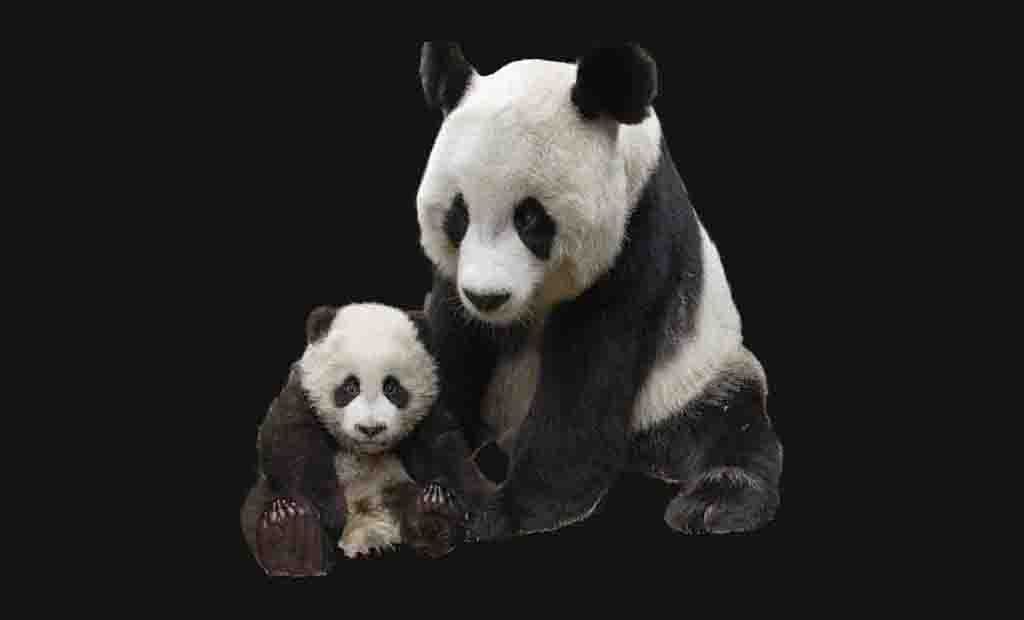 Panda Imagens, imagens, fotos transparentes PNG