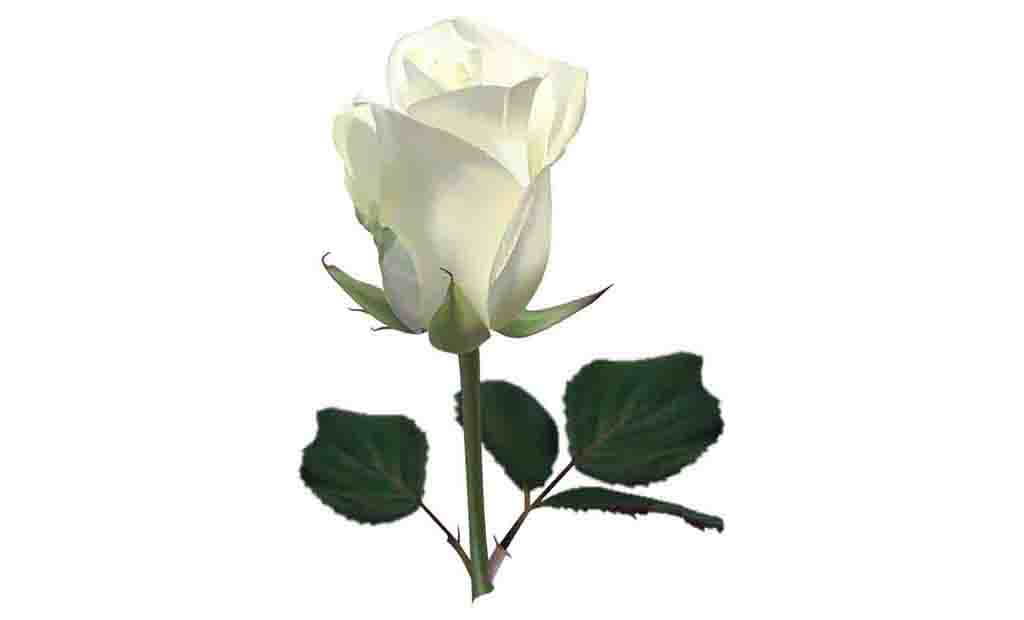 Rosa Branca PNG