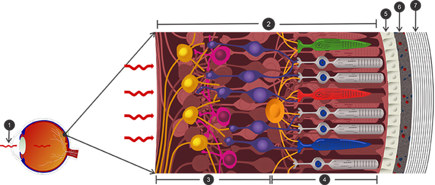Diagrama de cones e bastonetes fundo de olho